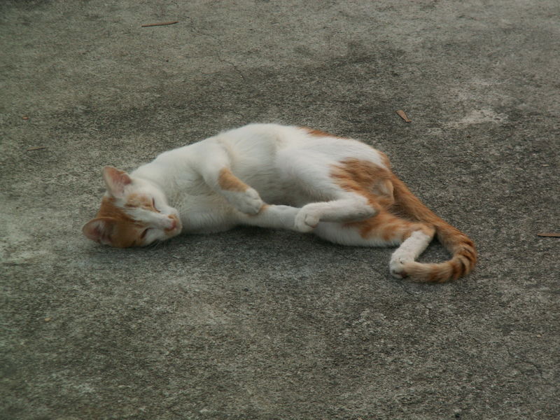 파일:Runnie 068.jpg