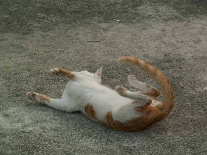 파일:Runnie 069.jpg