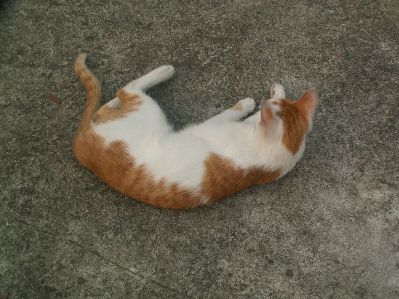 파일:Runnie 059.jpg