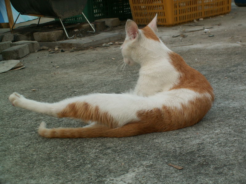 파일:Runnie 062.jpg